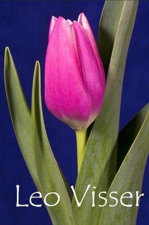 Leo Visser - Бокаловидная форма. Нежно розовый с белоснежной каймой. Высота бокала до 7см. Высота 40-50 см.